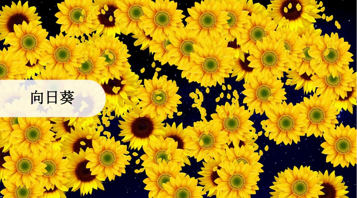 经典画面向日葵.jpg 经典画面向日葵.jpg